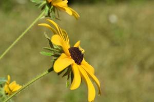 Flowering Black Eyed Susan Flower Profile on a Summer Day photo