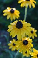 Brilliant Brown Betty Flowers Blooming in a Garden photo