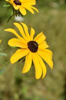 Very Pretty Brown Betty Flower Blossoms in a Garden photo