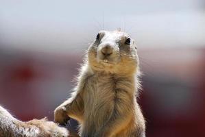 Really Cute Prairie Dog With Buck Teeth photo