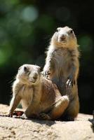 Really Cute Pair of Black Tailed Prairie Dogs photo