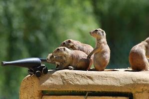 Prairie Dog Army with a Cannon Ready to Fire photo