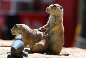 Pair of Prairie Dogs Standing Near a Cannon photo