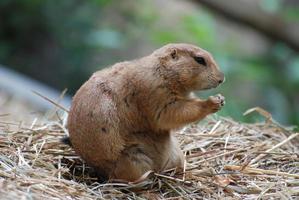 Angry Black Tailed Prairie Dog That Looks Ready to Fight photo
