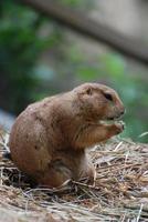 Praying Prairie Dog Sitting on a Bed of Hay photo