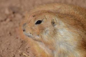 Sweet Profile of a Prairie Dog Playing in Dirt photo