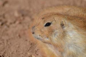Sweet Face of a Prairie Dog Up Close and Personal photo