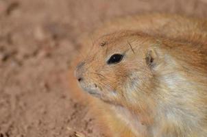 dulce cara de un perrito de la pradera de cerca y personal foto