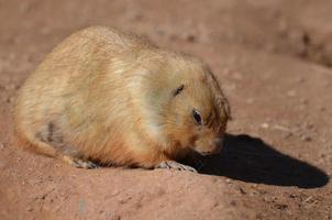 Cute Ground Squirrel Burrowing in the Dirt photo