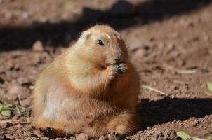 perrito de la pradera con sobrepeso muy grande sentado en la suciedad foto