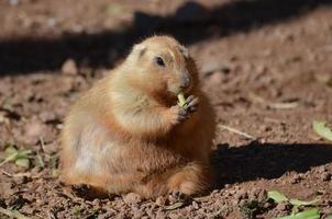 Overweight Prairie Dog Enthusiastically Eating Some Greens