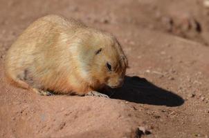 Large Prairie Dog Resting in a Dirt Bed photo