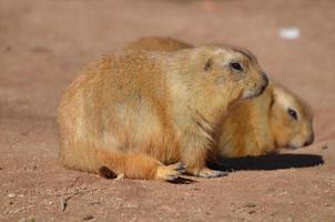 Really Cute Black Tailed Prairie Dog with a Friend photo