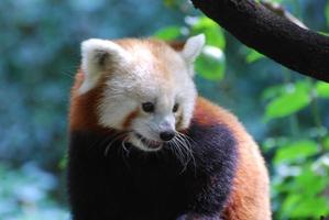 Sweet Faced Red Panda Bear photo