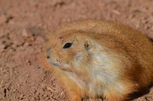 Up Close and Personal With a Fat Prairie Dog photo