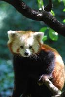 Gorgeous Lesser Panda Bear in a Tree photo