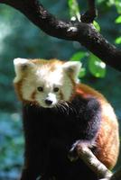 Adorable Lesser Panda Bear photo