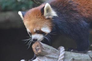 barra de panda rojo con un trozo de madera foto