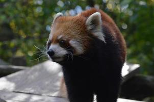 Long Whiskers on a Lesser Panda photo