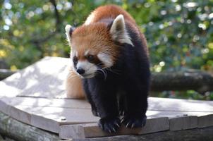 Lesser Panda Bear with Long Claws photo