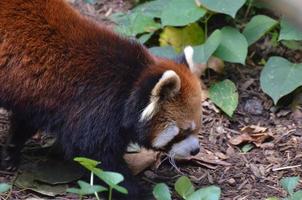 Red Cat Bear on the Forest Floor photo