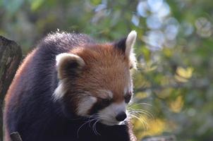 increíble cara de oso panda rojo foto
