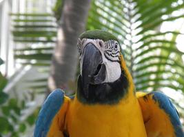 Blue and Yellow Macaw with Palm Trees photo