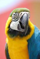 guacamayo azul y dorado boliviano en aruba foto