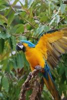 guacamayo azul y amarillo extendiendo sus alas foto