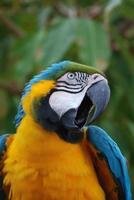 Blue and Gold Macaw with His Beak Open photo