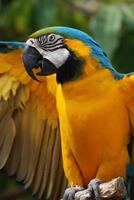 guacamayo azul y amarillo con las alas extendidas foto