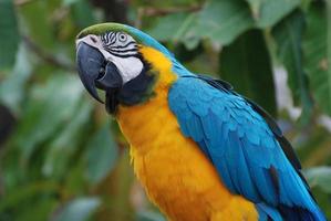 vista de perfil de un guacamayo azul y dorado foto