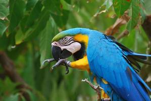 guacamayo azul y dorado mordiéndose el pie foto