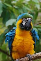 bonito guacamayo azul y amarillo con plumas erizadas foto