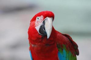 de cerca con un gran pájaro guacamayo escarlata foto