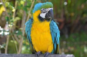 bonito pájaro guacamayo azul y amarillo foto