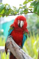 pájaro guacamayo escarlata sentado en el registro foto