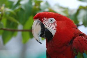 bonita guacamaya roja en los trópicos foto