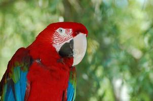 pájaro loro rojo encogido de hombros en los trópicos foto