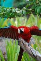 Scarlet Macaw With Wings Extended photo