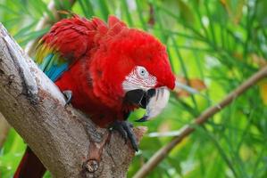 hermosa guacamaya roja en un árbol tropical foto