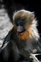 lindo bebé mono mandril de cerca y personal foto