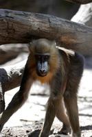 mono mandril joven caminando bajo un tronco de madera foto