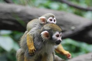 Adorable Mother and Baby Squirrel Monkey Together photo