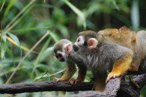 Creeping Mother and Baby Squirrel Monkey on a Vine photo