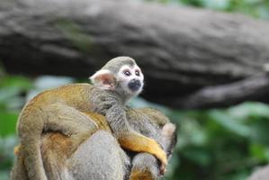 mono ardilla bebé aferrado a la espalda de su madre foto