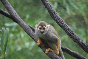 Cute Squirrel Monkey Clinging To a Tree Branch photo