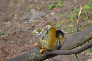 un par de monos ardilla sentados en un tronco caído foto