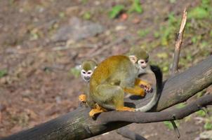 Pair of Squirrel Monkeys Playing on a Log photo