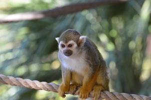adorable joven mono ardilla sentado en una cuerda foto